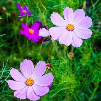 三公牛牛游戏app